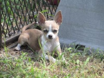 Chihuahua cachorros pronto para adopção.