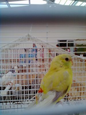 Caturras, Agapornis e Red Rumpeds