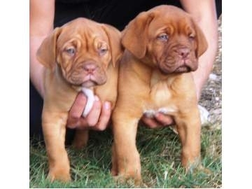 Dogue De Bordeaux filhotes