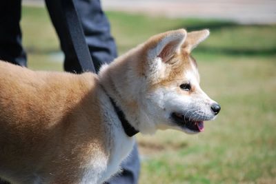filhotes de Akita inu para adopção 