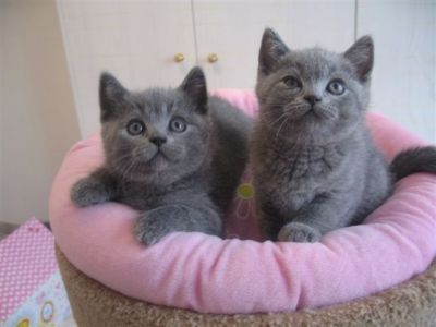 Británico corto cachorros pelo para Adopción