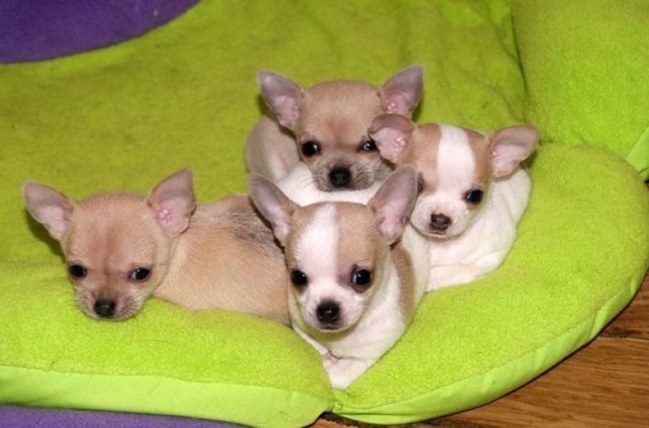 Filhotes de chihuahua.