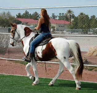 meu cavalo é muito bonito e pronto para se encontrar uma nova família e amoroso