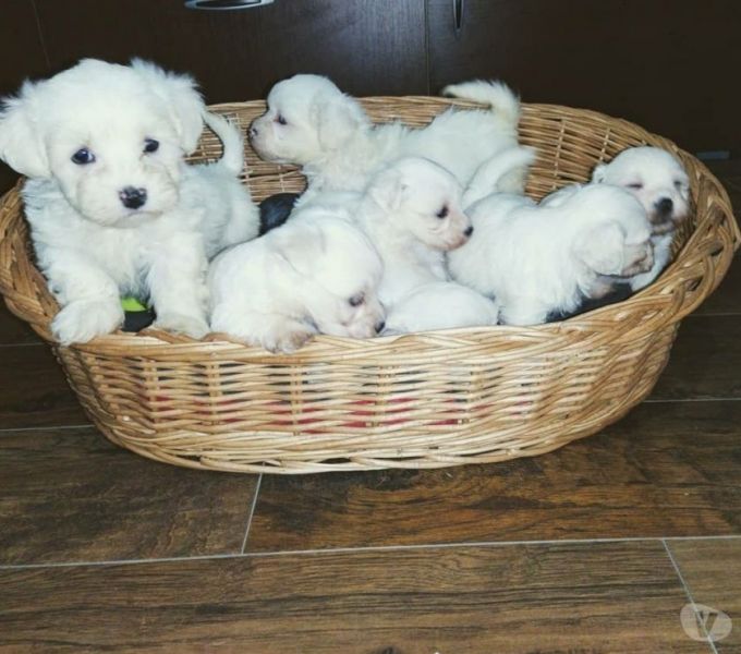 Filhotes pais miniatura rostinho baby face ideal para apto maltese