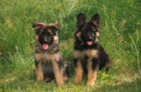 Pastor Alemão do Criador