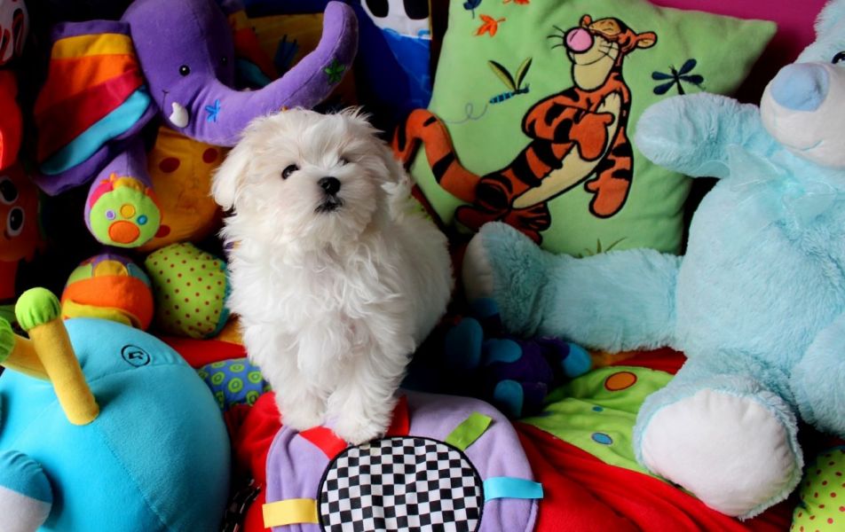 Filhotes de Maltês agradáveis e saudáveis disponíveis