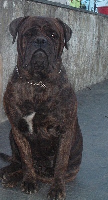 Cães de Guarda & Companhia ninhada Bullmastiff 