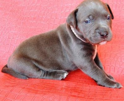 Pitbull Terrier Americano Feminino do filhote de cachorro