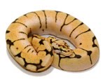 relâmpago pied pythons venda