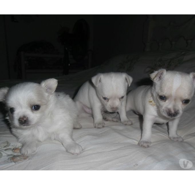 Lindos filhotes de chichuachua