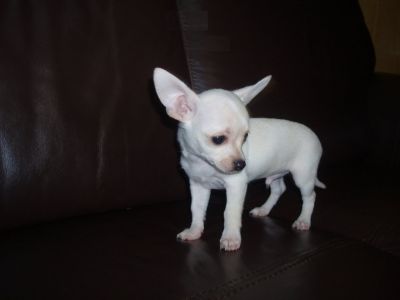 Chihuahuas cores raras minis 