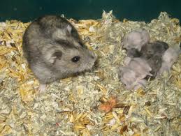 hamsters