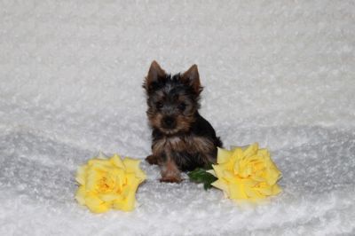 Linda Yorkshire Terrier filhotes para adoção