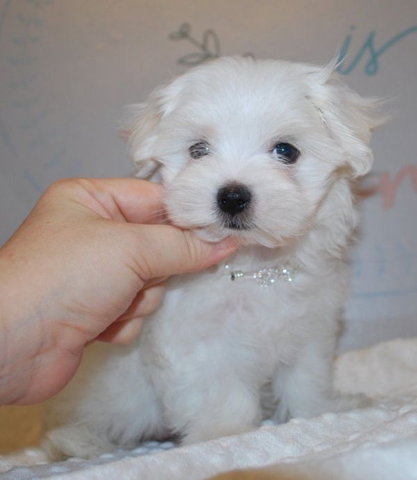 Bela Beautifull masculino e feminino Disponível