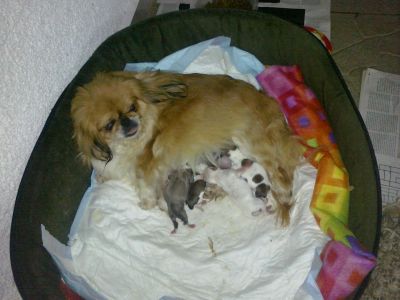 Cães de raça Pequinês/Pequinois