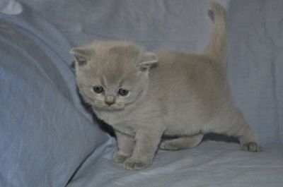 Gatinho britânico cabelo curto.