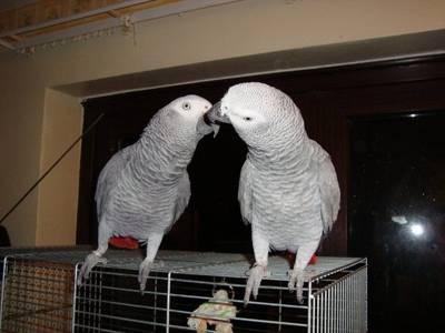 masculino e feminino Africano Grey papagaios