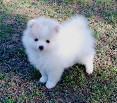 Pura raça Pomeranian cachorros para venda 