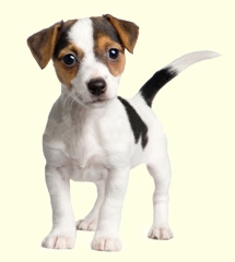 branco e preto chihuahua para adoção