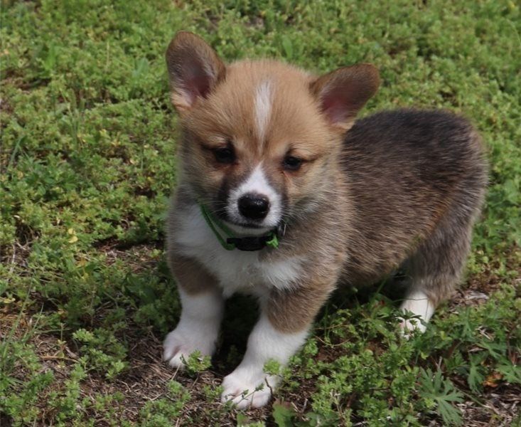 Filhotes adoráveis de corgi  para adoção.