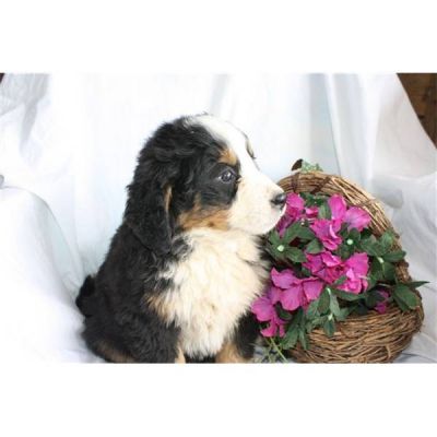 Bernese Mountain Dog Puppy
