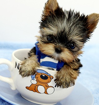 Dois adoráveis ​​filhotes de cachorro yorkshire terrier para adoção