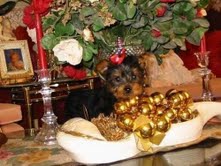  Adorável yorkshire terrier filhotes‏