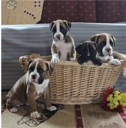 Boxer pups