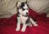 adorable masculina e feminina Siberian Husky filhotes prontos para adoção