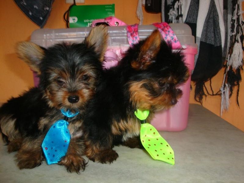 Yorkshire terrier para adopção nos Açores