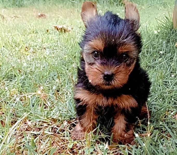 Yorkshire macho miniatura