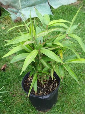 Sementes de Bambu Gigante - Plantas Jardim Decoração Flores