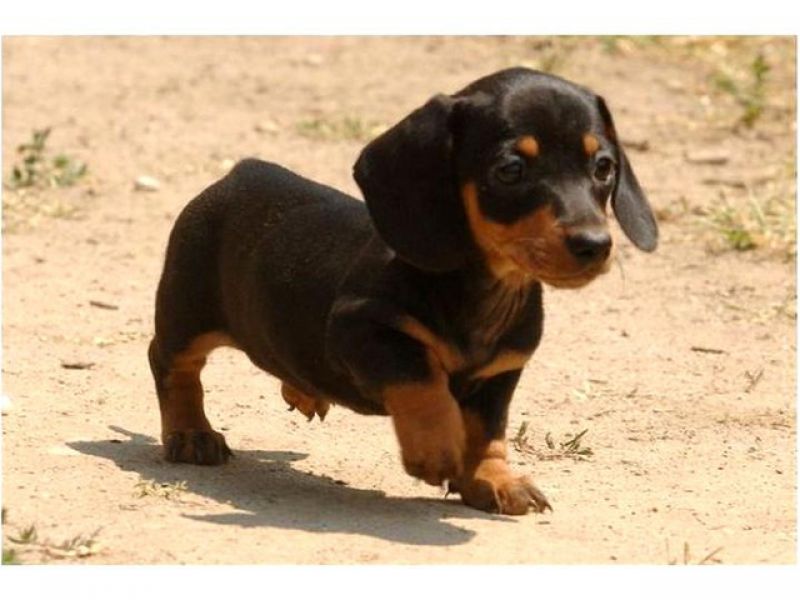 Filhotes Dachshund disponíveis para venda