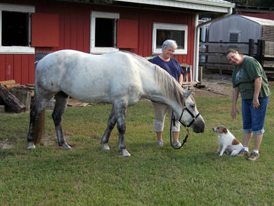 Grey / andaluz Percheron Venda