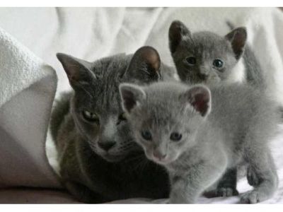 bonitinho e adorável masculino e feminino adoráveis ​​gatinhos azul russo em busca de um