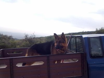 pastores alemaes de qualidade 