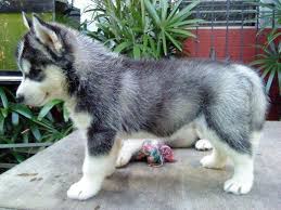 Filhotes husky siberiano para adoção