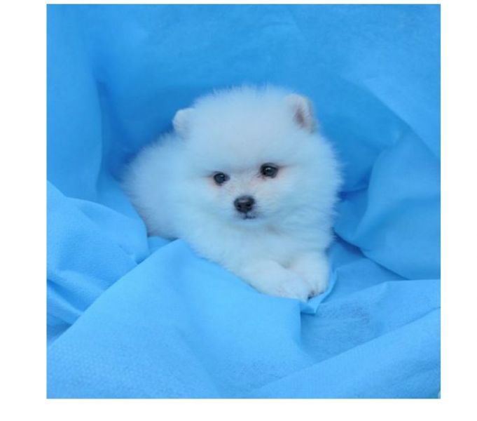 Filhotes de spitz alemão