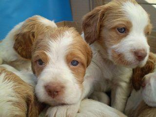 Dom de cachorros Epagneul Breton para ex-misa...