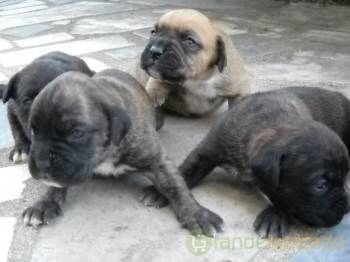 Cristo presente mas Boxers camurça ou tigrados puros em Lisboa