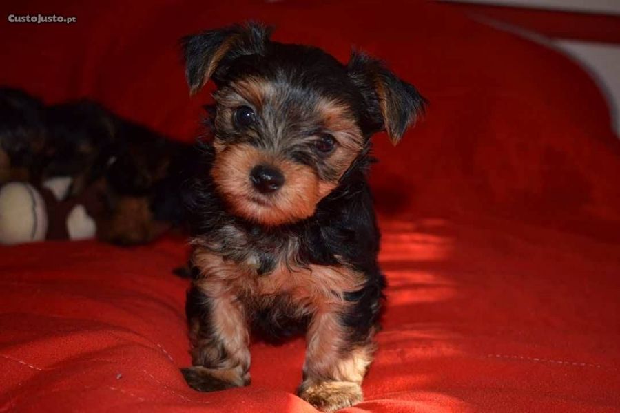 Yorkshire terrier miniatura