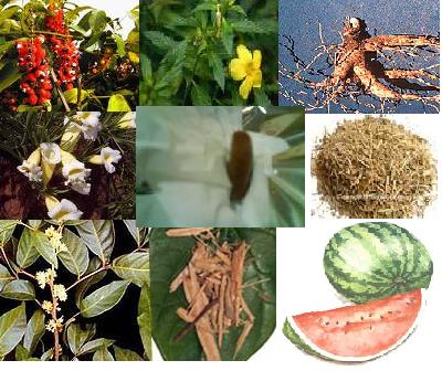 Saúde,prazer absoluto,satisfazer-se gratuitamente,rebite do prazer, damiana,catuaba e outras ervas,s