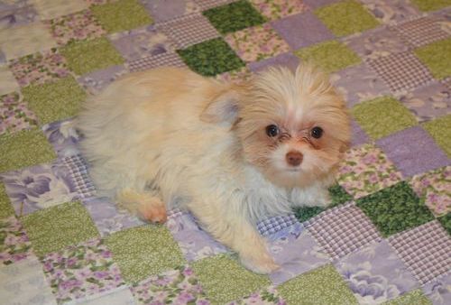 Filhotes Yorkshire terrier prontos para adoção,