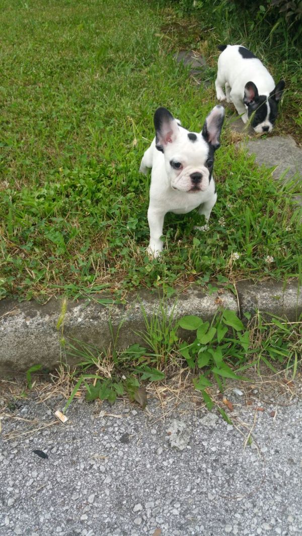 23 Bulldogue francês 