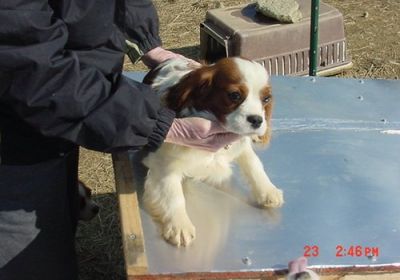 linhagem registo Cavalier King Charles Spaniel filhotes para adoção livre de contato para mais infor