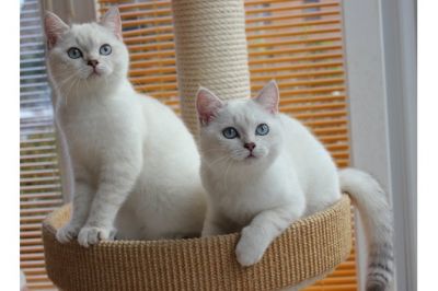Gatinhos brancos BKH para adoção