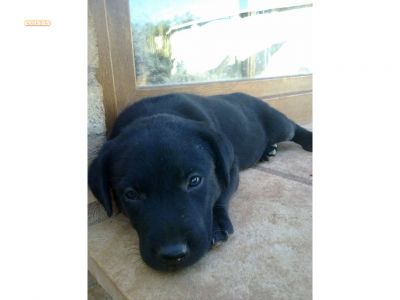 Dou cadela arraçada de labrador