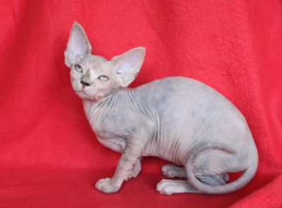 SPHYNX - UMA ESFINGE DO EGIPTO