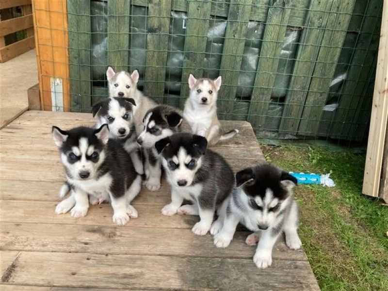Filhotes de husky siberiano