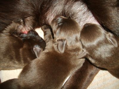 Labrador Retriever - cor castanha